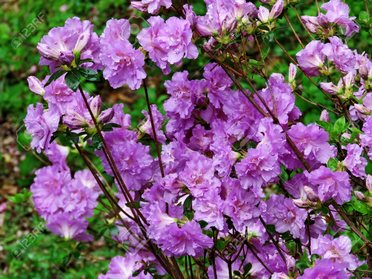 ワシントン Dc 近くのマクリーンの紫ツツジの花 の写真素材 画像素材 Image