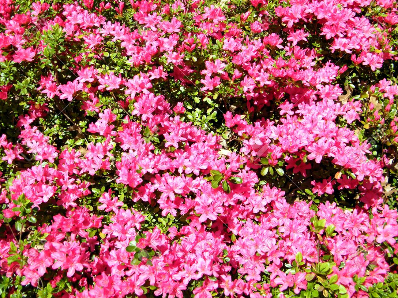 アメリカ ワシントン Dc 近くタイソンズ コーナーで赤いツツジの花 の写真素材 画像素材 Image