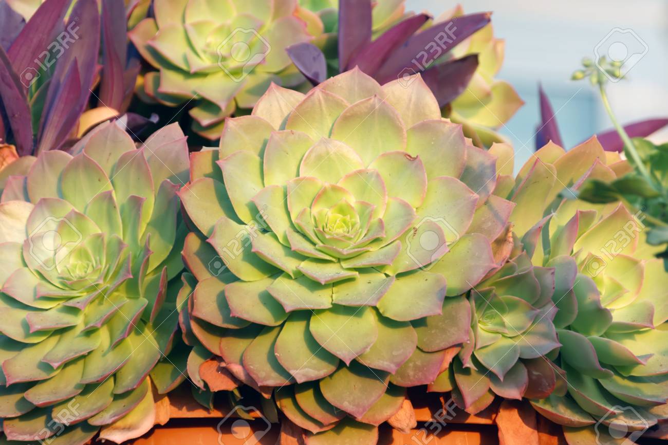 多肉植物アエオニウム属キウイのグループ の写真素材 画像素材 Image