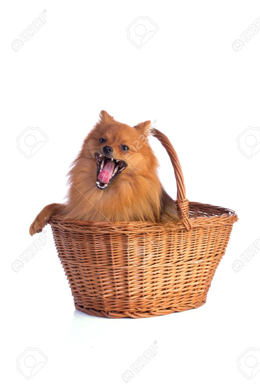 Dog in basket Clearance