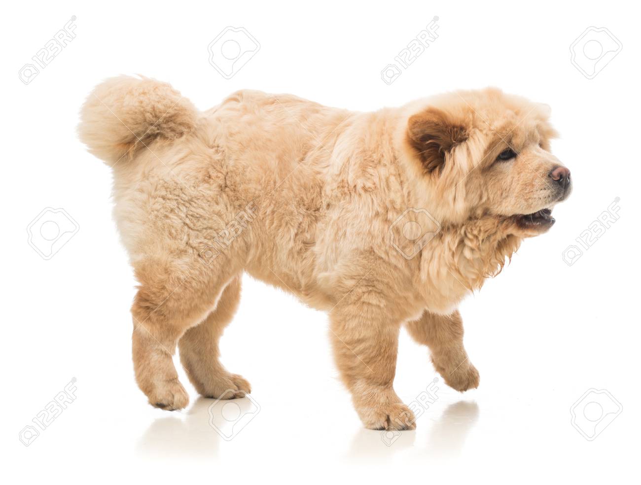 beige chow chow