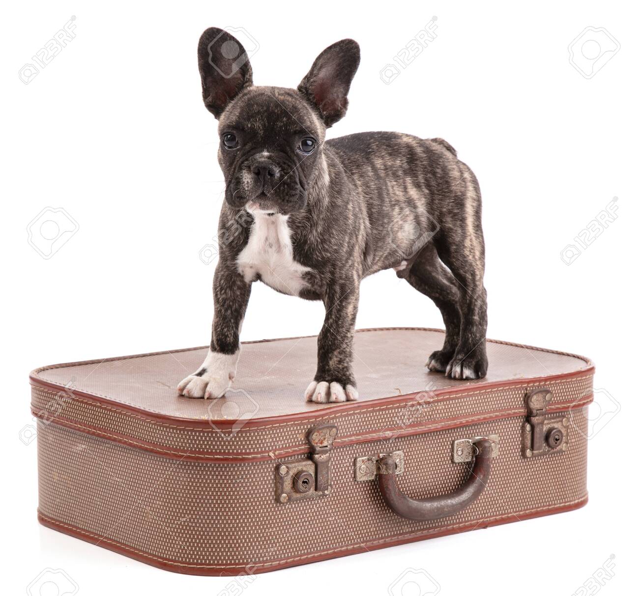 french bulldog suitcase