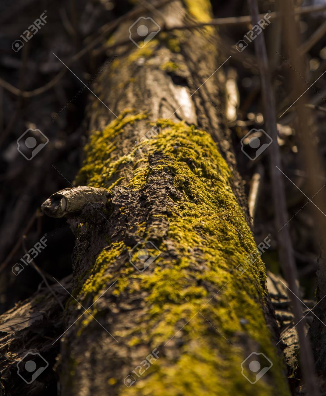 etiam-dictum-ipsum-a-felis