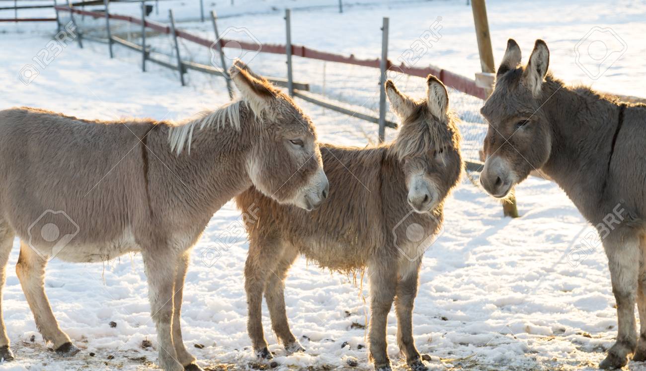 The Donkey in Winter