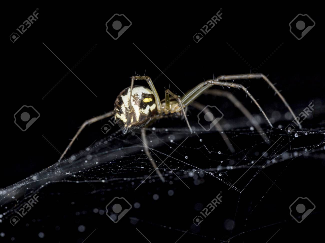 etiam-dictum-ipsum-a-felis