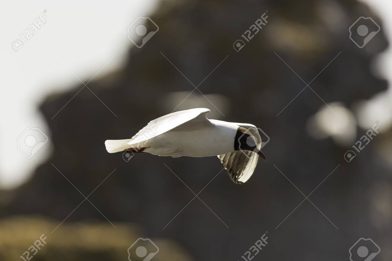 etiam-dictum-ipsum-a-felis