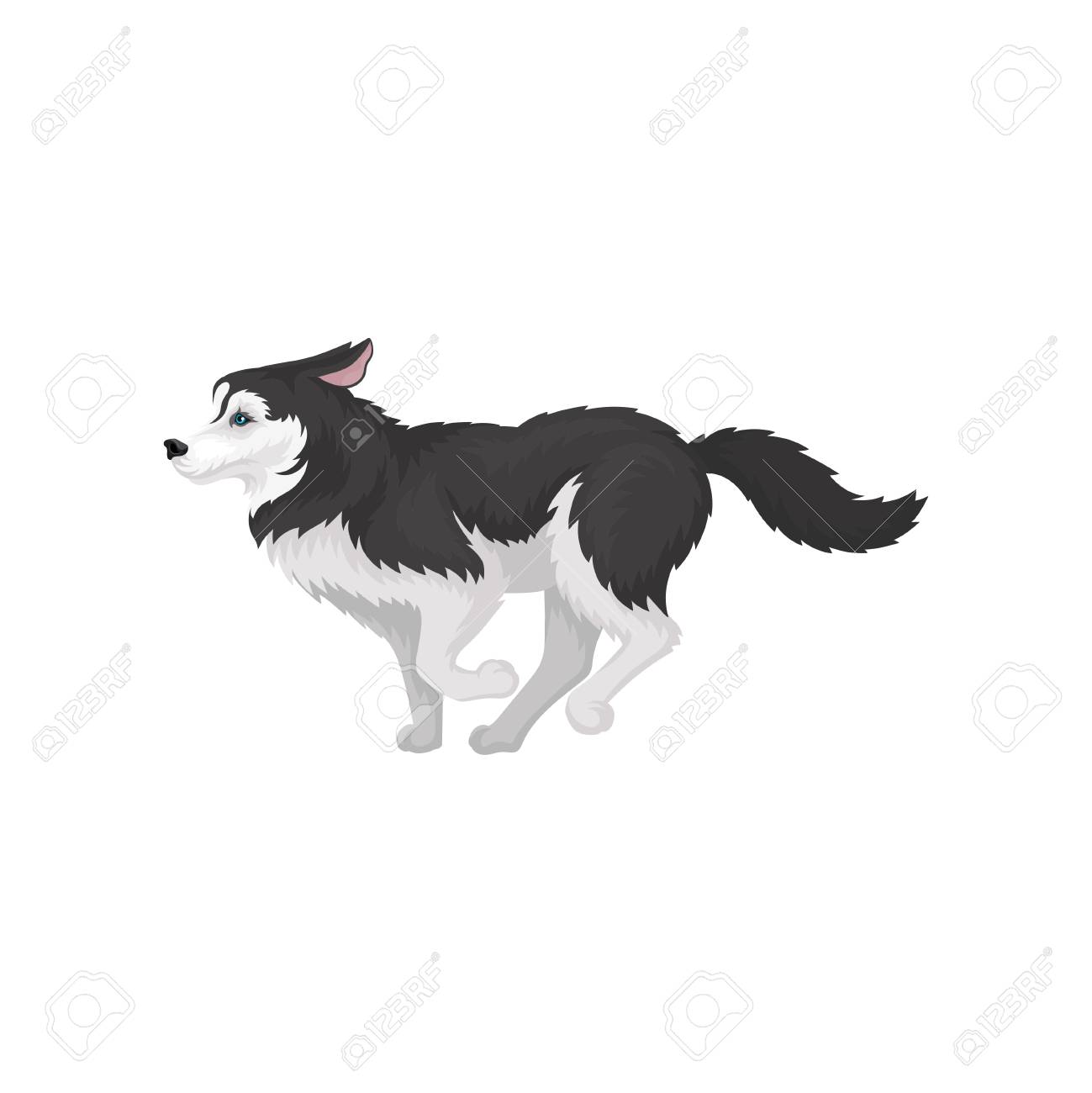 Siberian Husky Running, White And Black Purebred Dog Animal With Blue Eyes  Vector Illustration On A White Background Royalty Free SVG, Cliparts,  Vectors, and Stock Illustration. Image 114851557.