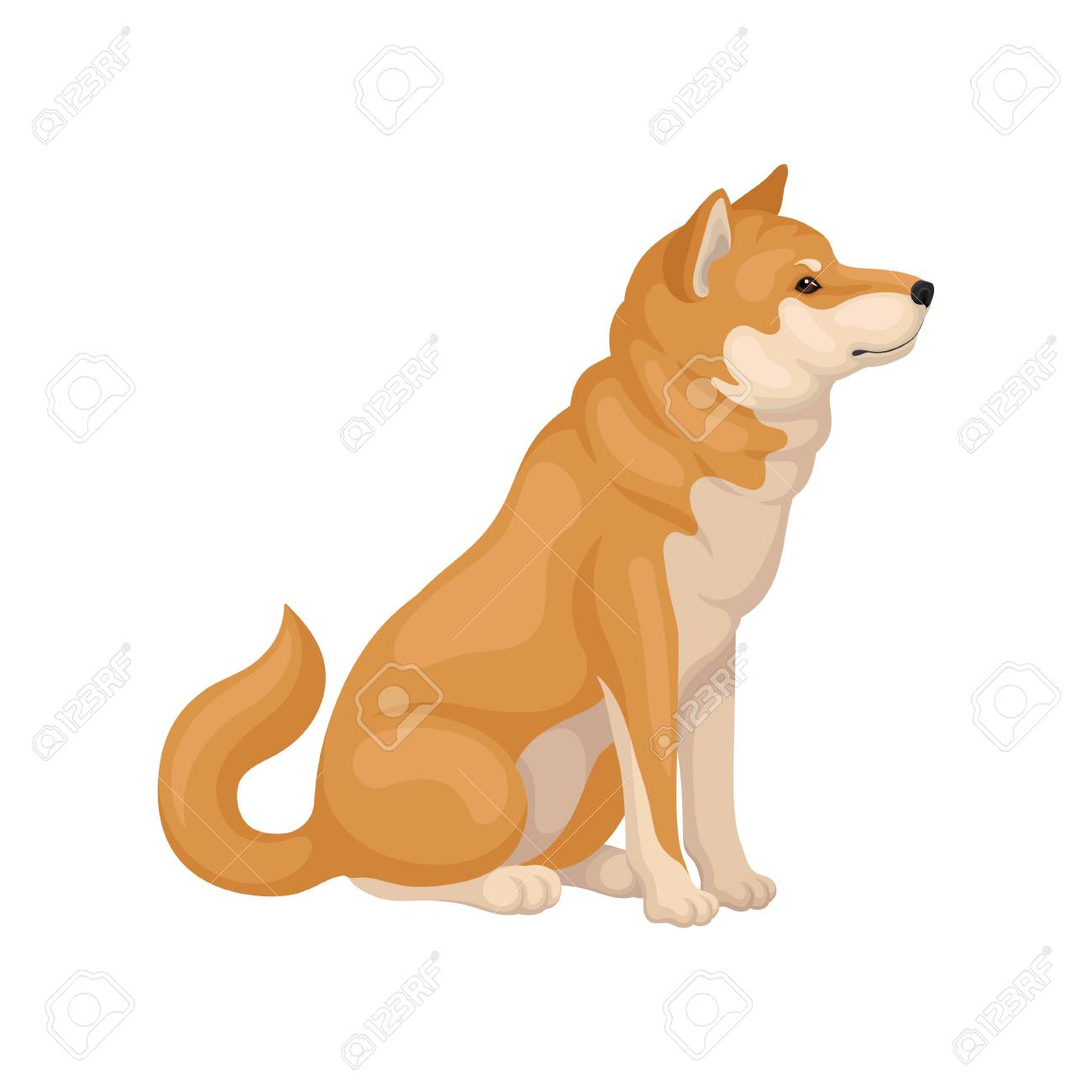 Shiba Inu Sitting Isolated On White Background Side View Adorable