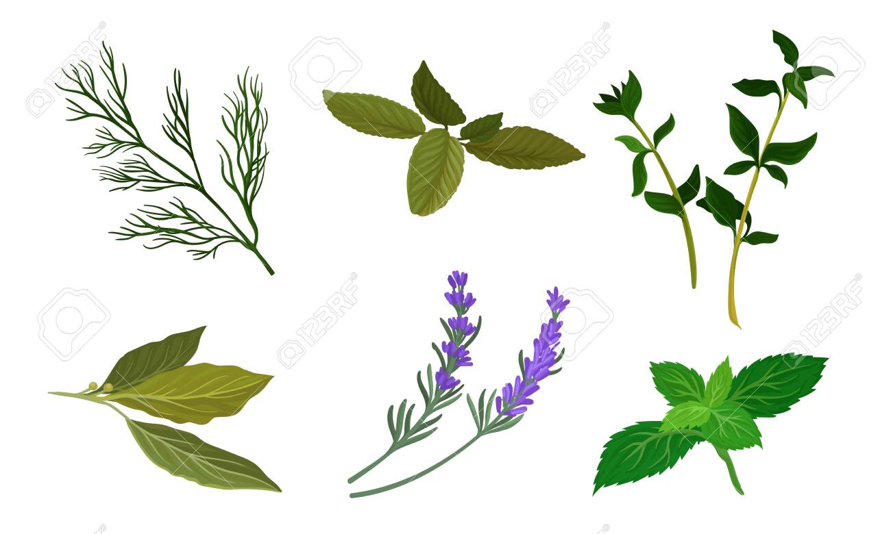 Herbs For Kitchen Vector Set. Cooking Ingredient Collection - 133047883 Herbs For Kitchen Vector Set. Cooking Ingredient Collection - 133047883