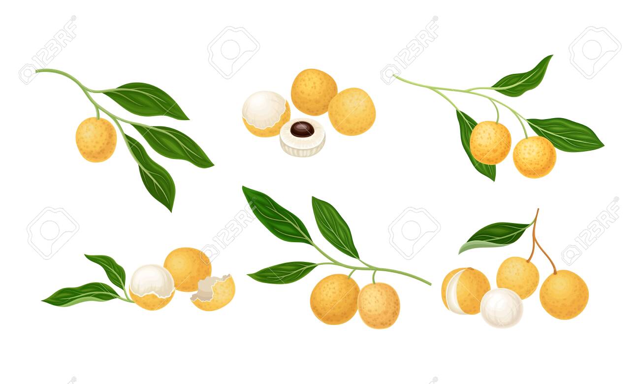 Longan Exotic Circular Fruit with Tan Peel and Translucent Flesh Vector Set - 150626104 Longan Exotic Circular Fruit with Tan Peel and Translucent Flesh Vector Set - 150626104