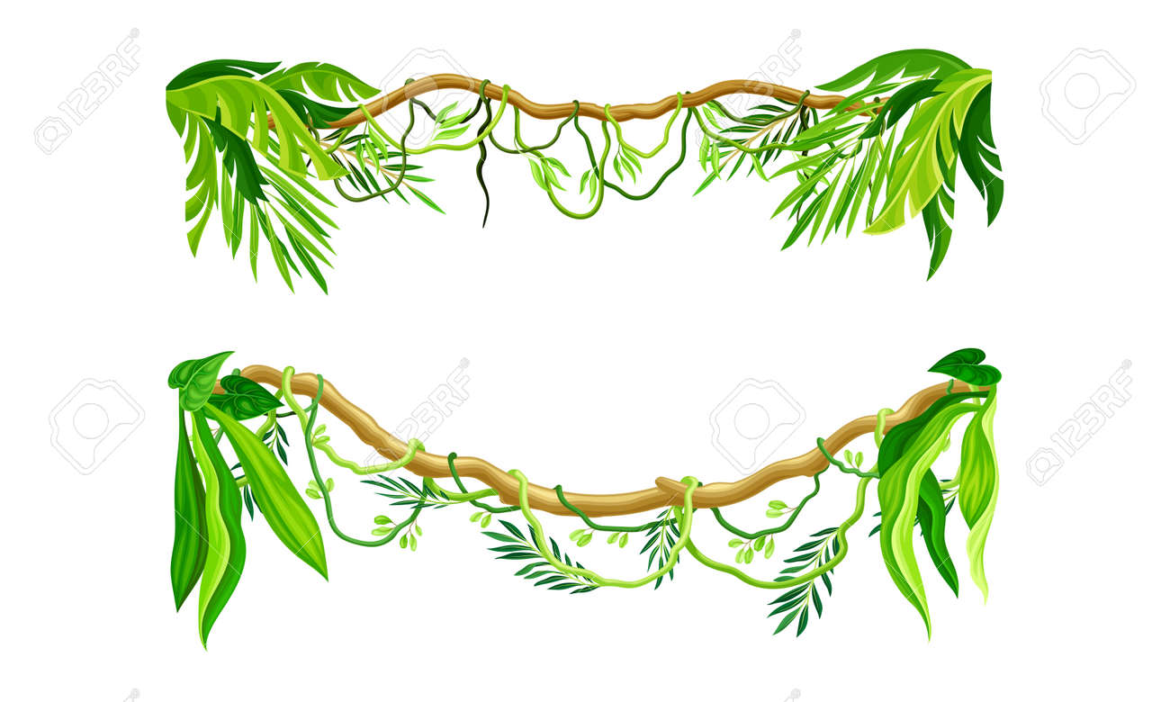 Tropical Jungle Woody Liana. Exotic Tropical Plants Cartoon Vector  Illustration Royalty Free SVG, Cliparts, Vectors, and Stock Illustration.  Image 183588693., image size:1300x780