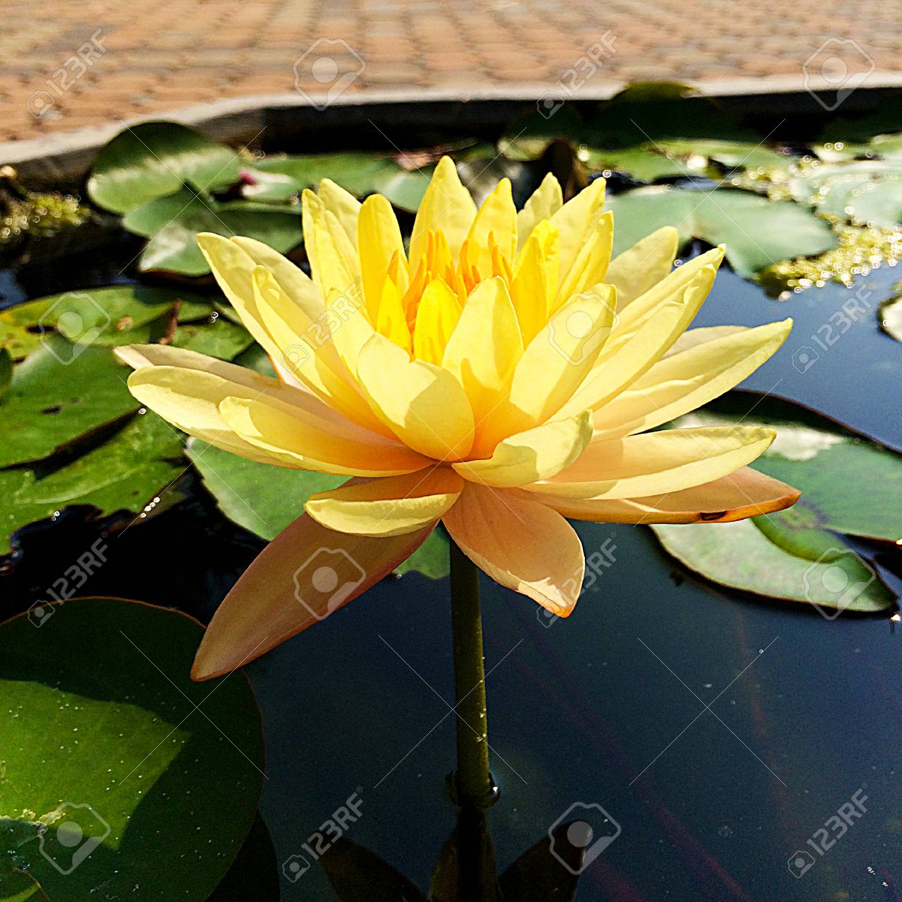 専用　黄色のハスの花 専用 黄色のハスの花 【公式通販】