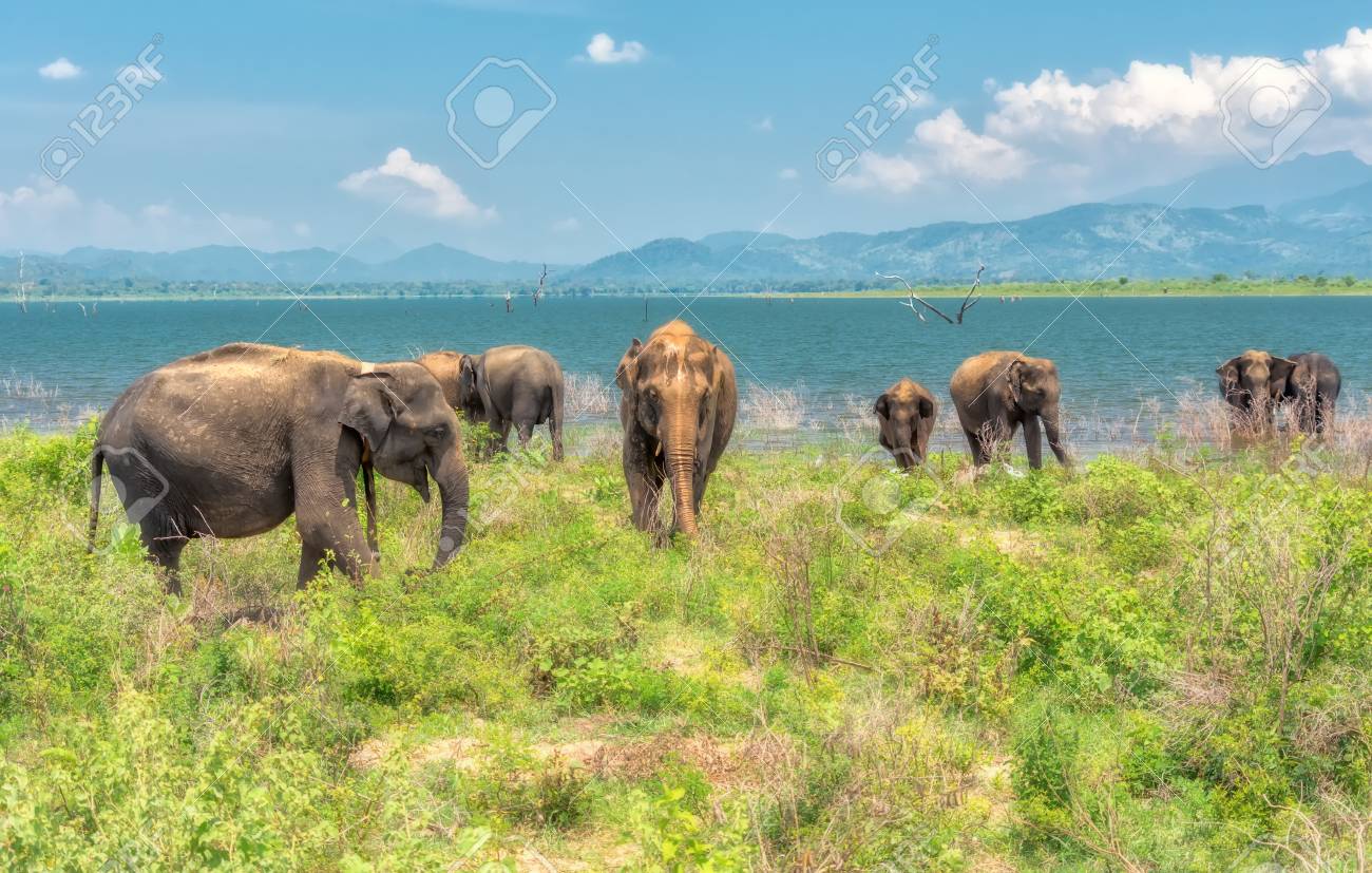 A Herd Of Elephants From The Udawalawe National Park Strolling