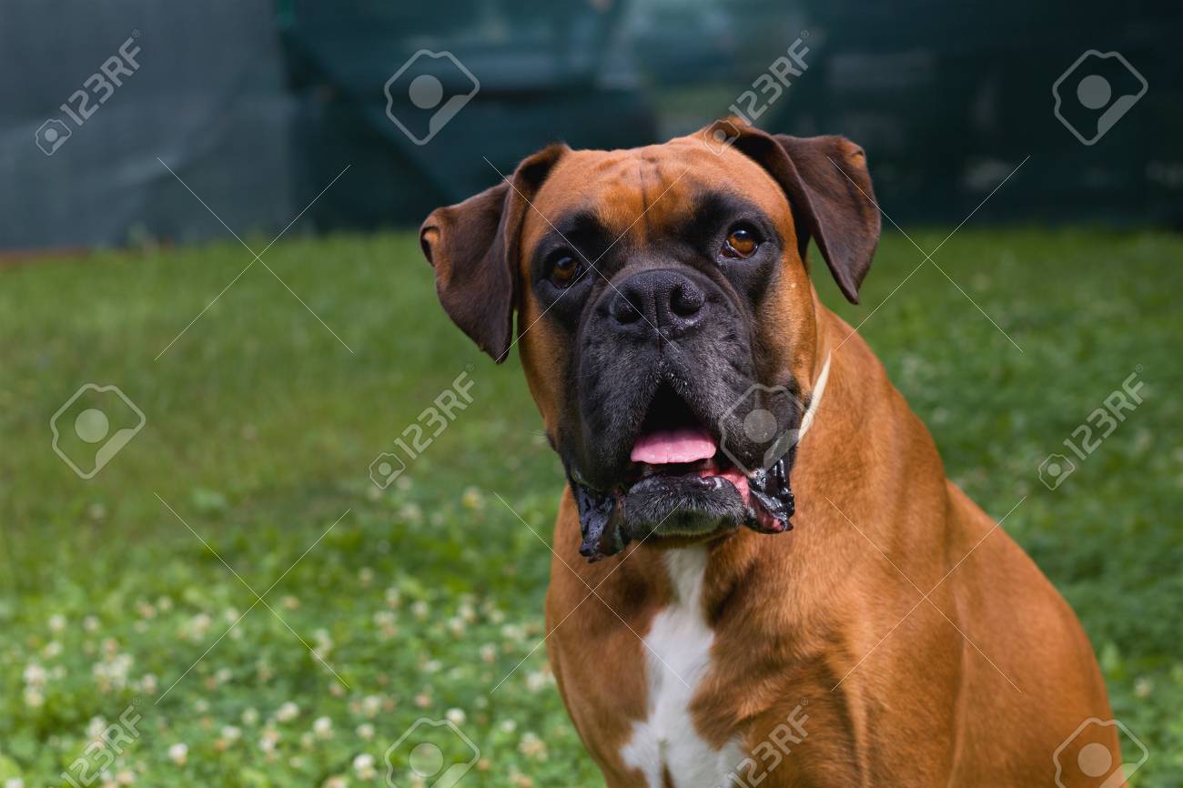 Portrait Of A German Boxer Dog Stock 