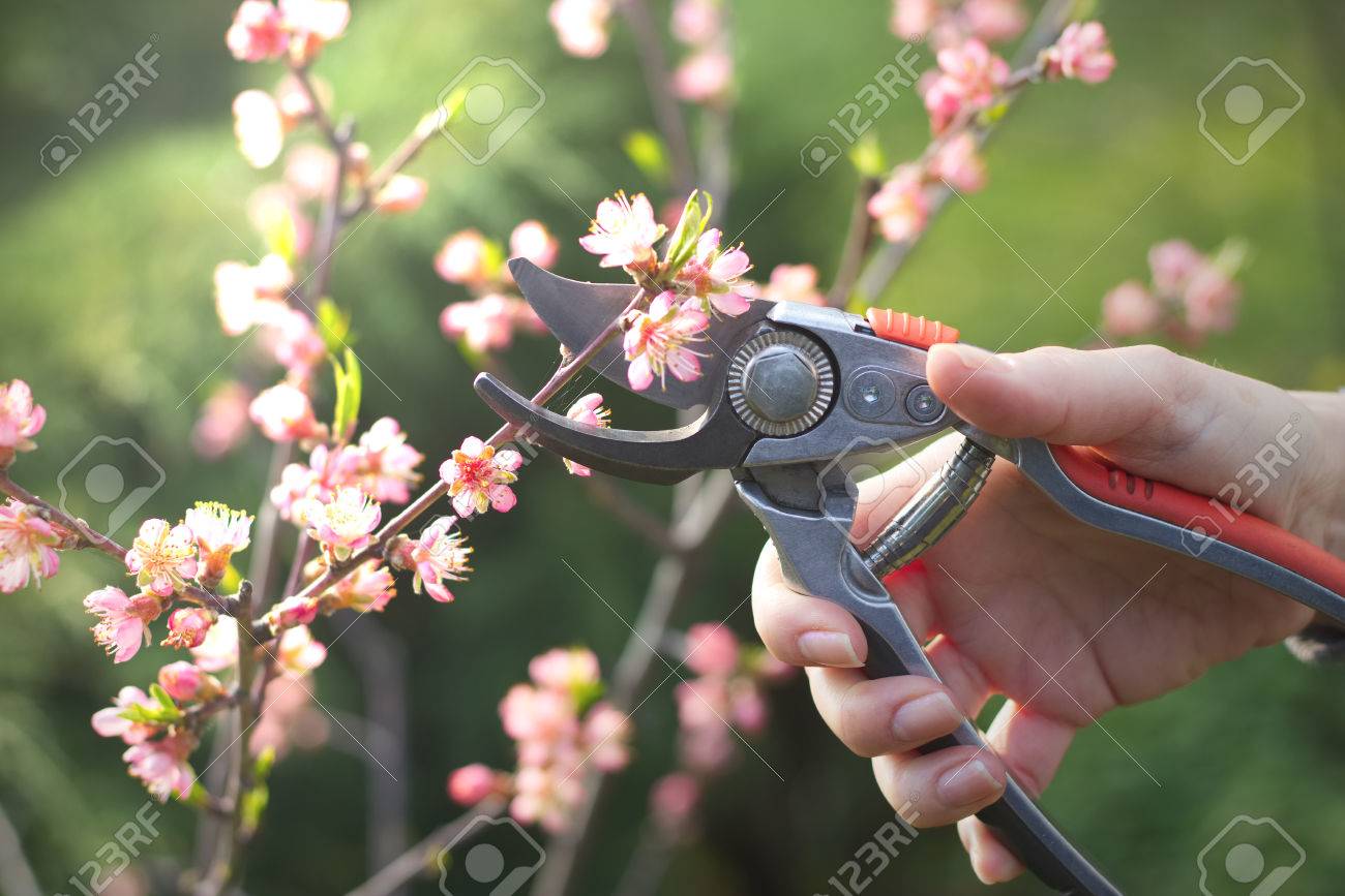 女性は 春の木の桃の木を剪定はさみ ガーデン作業の花をつけた枝をカットしました の写真素材 画像素材 Image