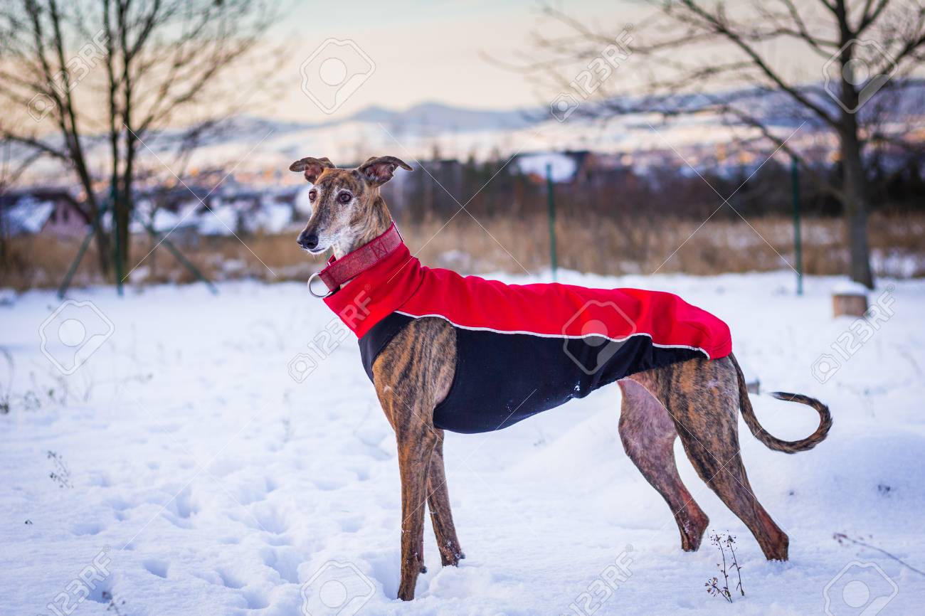 whippet snow