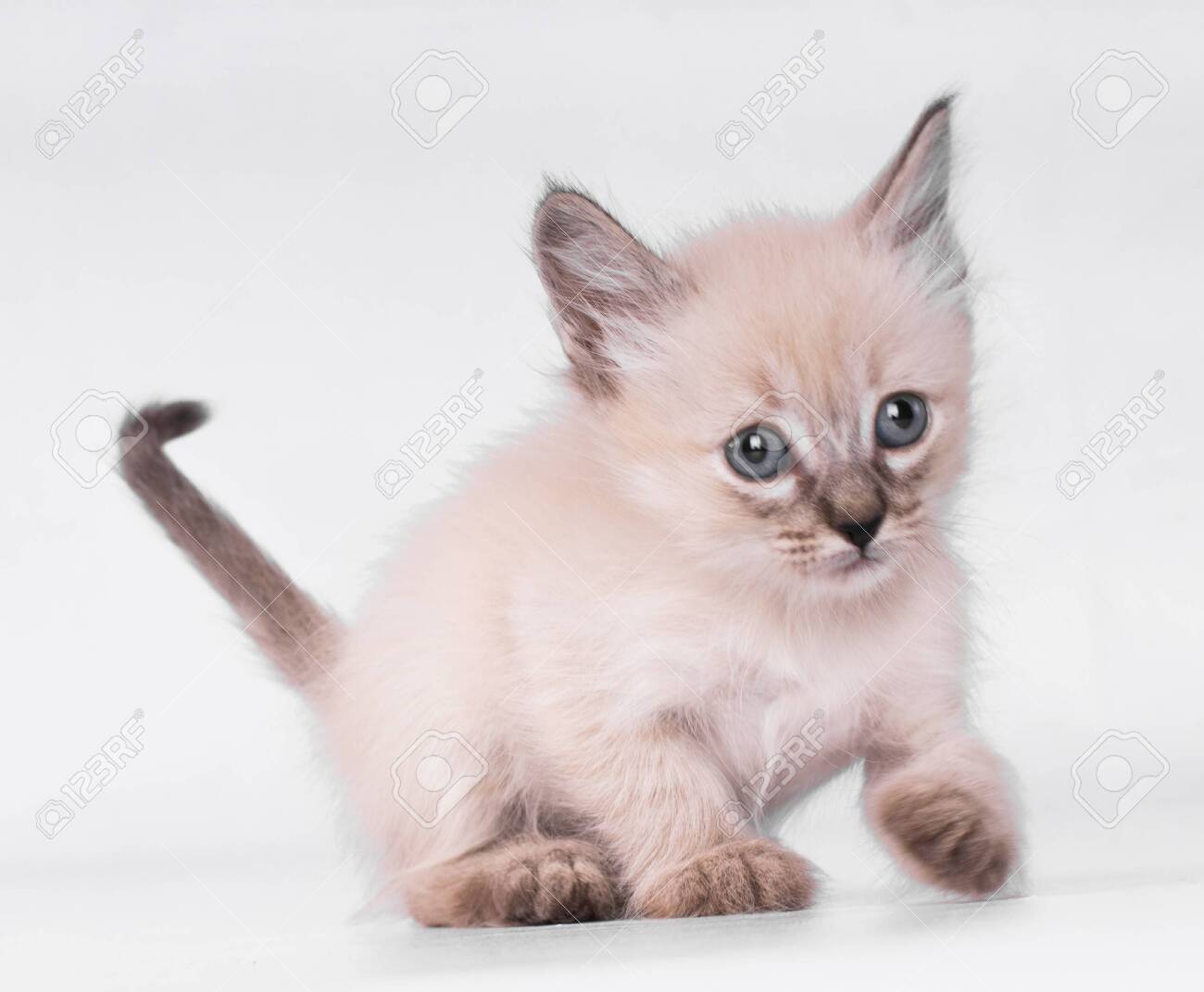 blue grey persian cat