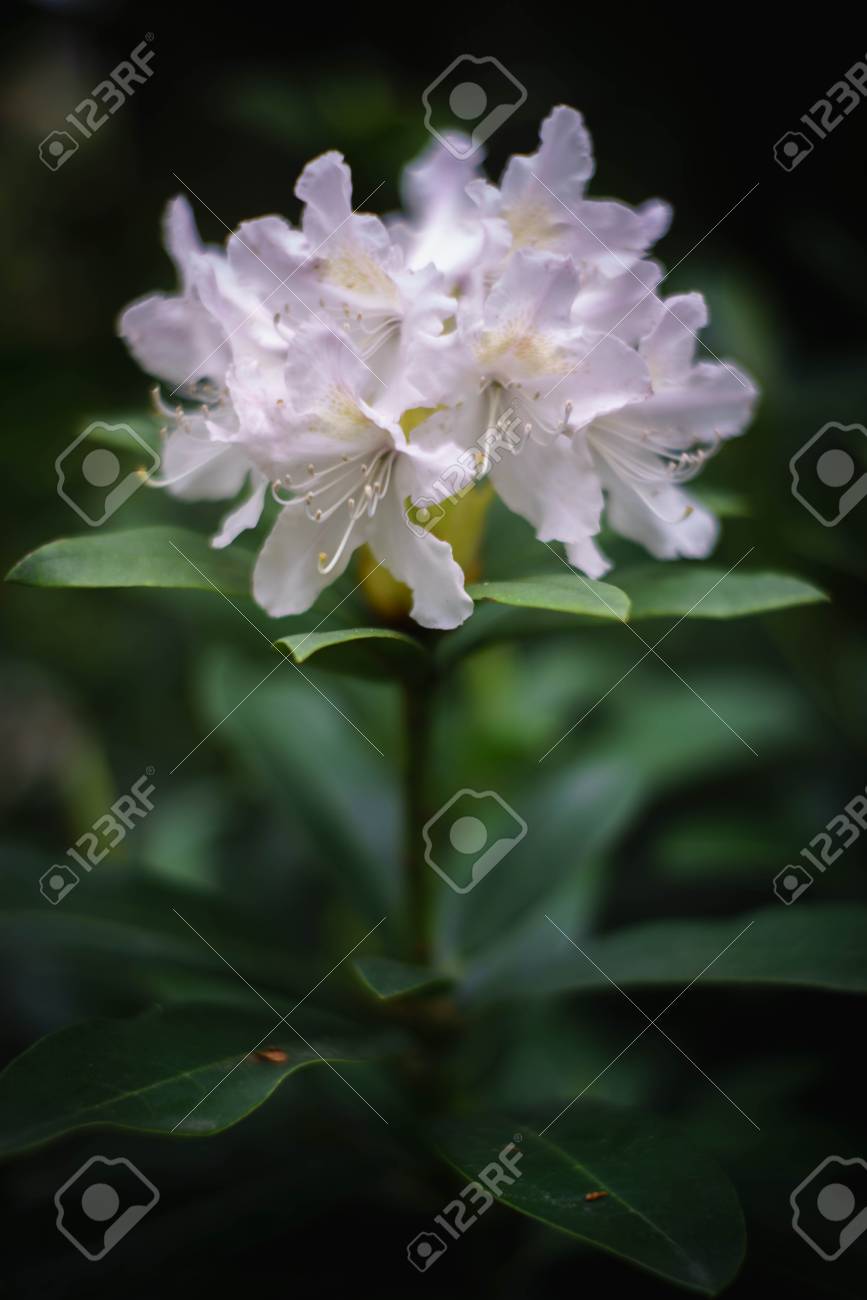 Springgarden シャクナゲ ツツジ科の家族内で木本常緑植物の白いシャクナゲ ツツジはネパールの国花 の写真素材 画像素材 Image