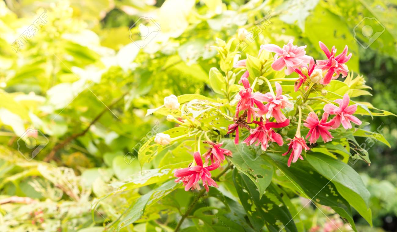 ラングーンクリーパー鉢植え 【公式通販】