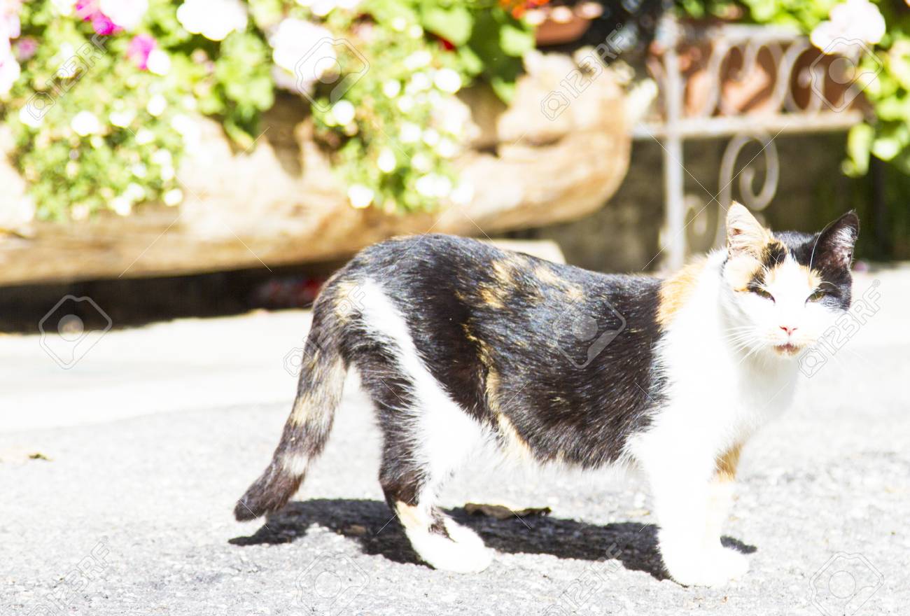 Chat Femelle De Race Europeenne La Version Drapeau Tricolore Banque D Images Et Photos Libres De Droits Image 3106