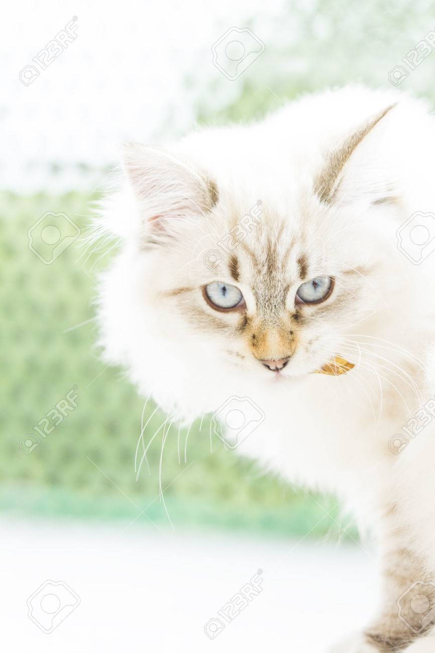 Belle Chat à Poil Long De La Race Sibérien Blanc Neva Masquerade