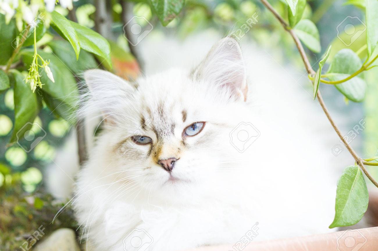 Belle Chat à Poil Long De La Race Sibérien Blanc Neva Masquerade
