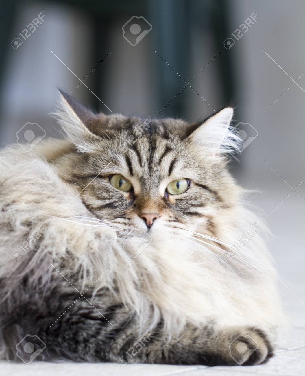 A unique breed of cat - Siberian A unique breed of cat - Siberian