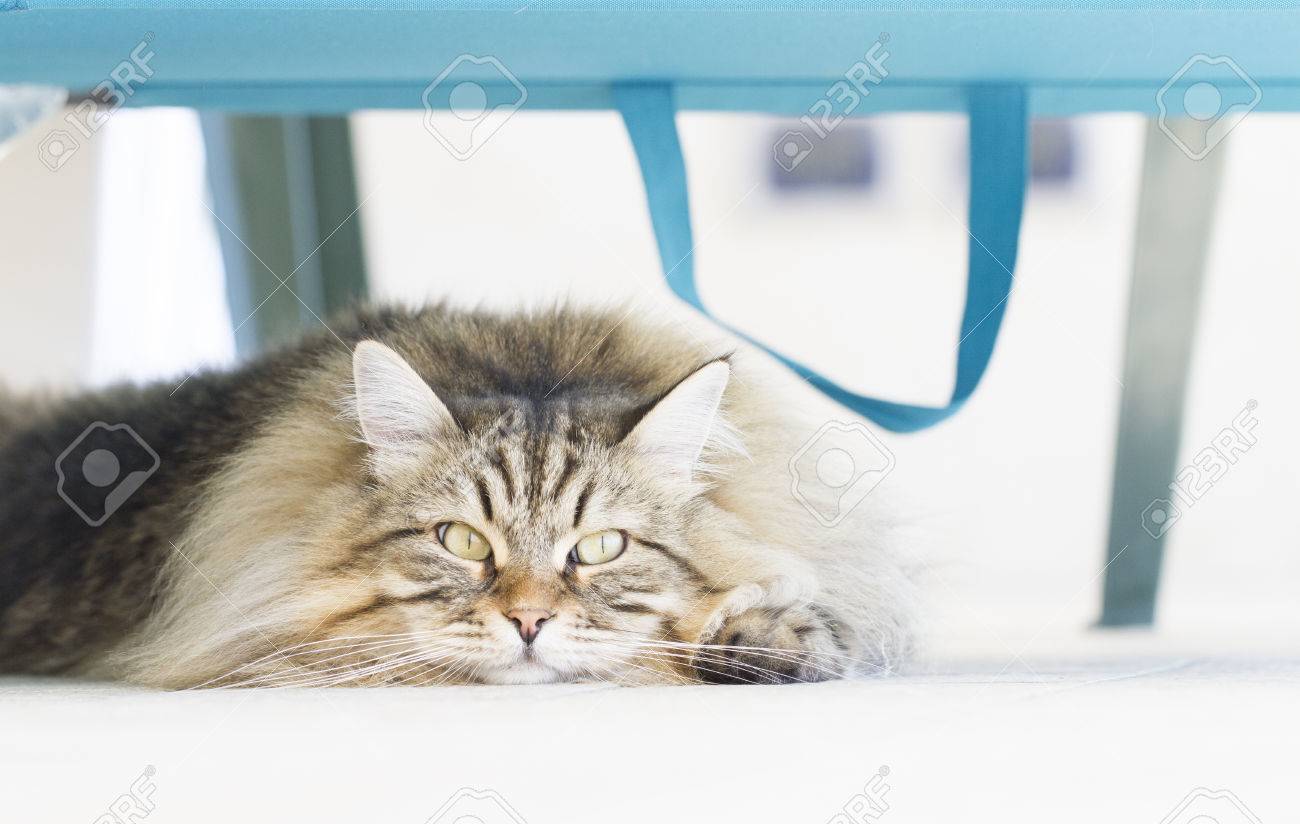 ビーチの椅子の下に素晴らしい猫 の写真素材 画像素材 Image