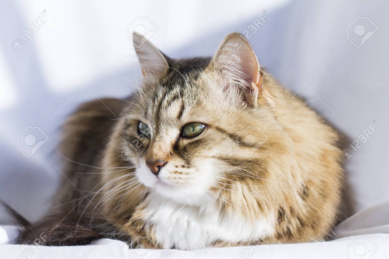 Adorable Braunes Tabby Katzchen Sibirische Katze Lizenzfreie Fotos Bilder Und Stock Fotografie Image 72060042