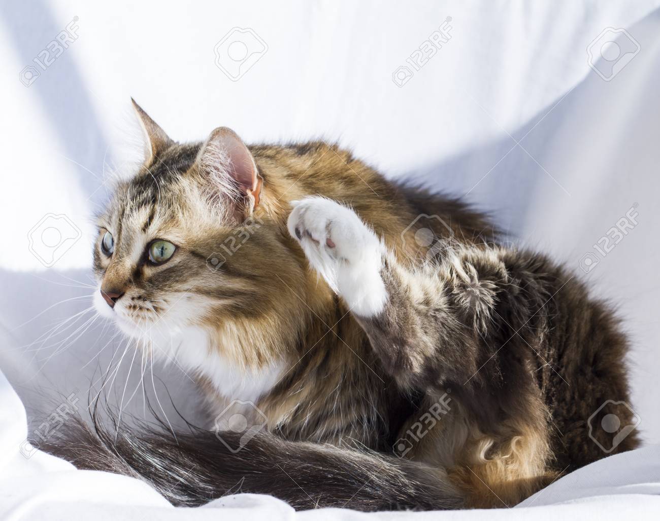 Adorable Braunes Tabby Katzchen Sibirische Katze Lizenzfreie Fotos Bilder Und Stock Fotografie Image 71540474