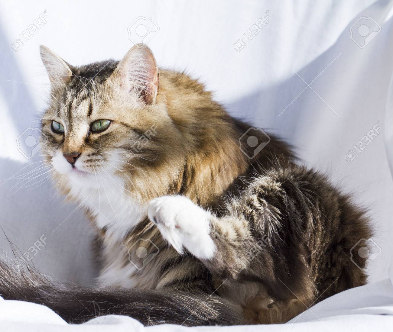 adorable brown tabby kitten siberian cat stock photo picture and