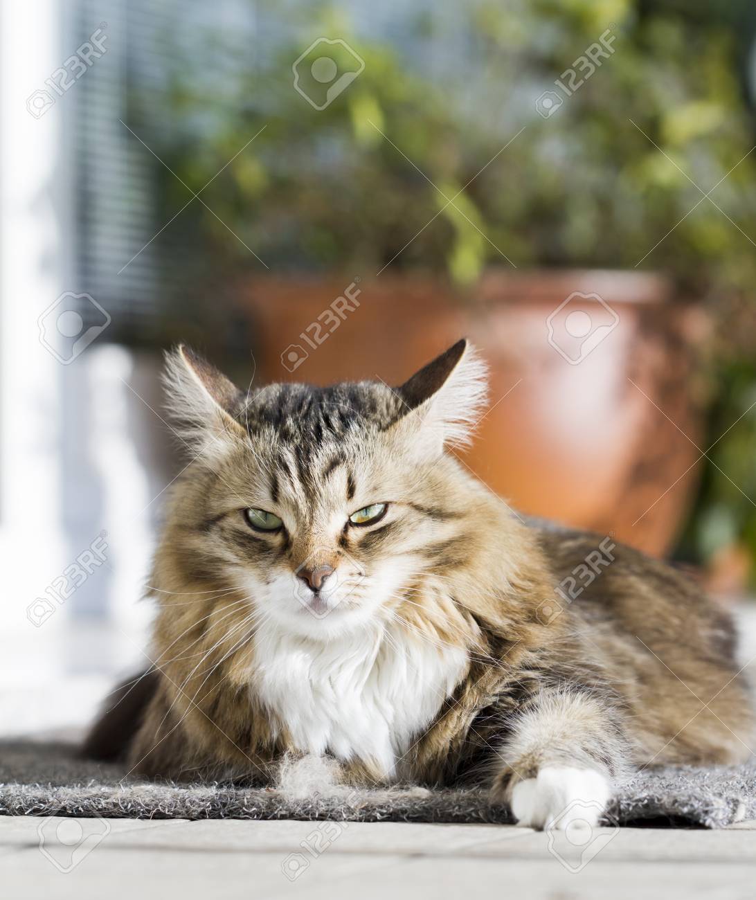 Adorable Braunes Tabby Katzchen Sibirische Katze Lizenzfreie Fotos Bilder Und Stock Fotografie Image 72060141