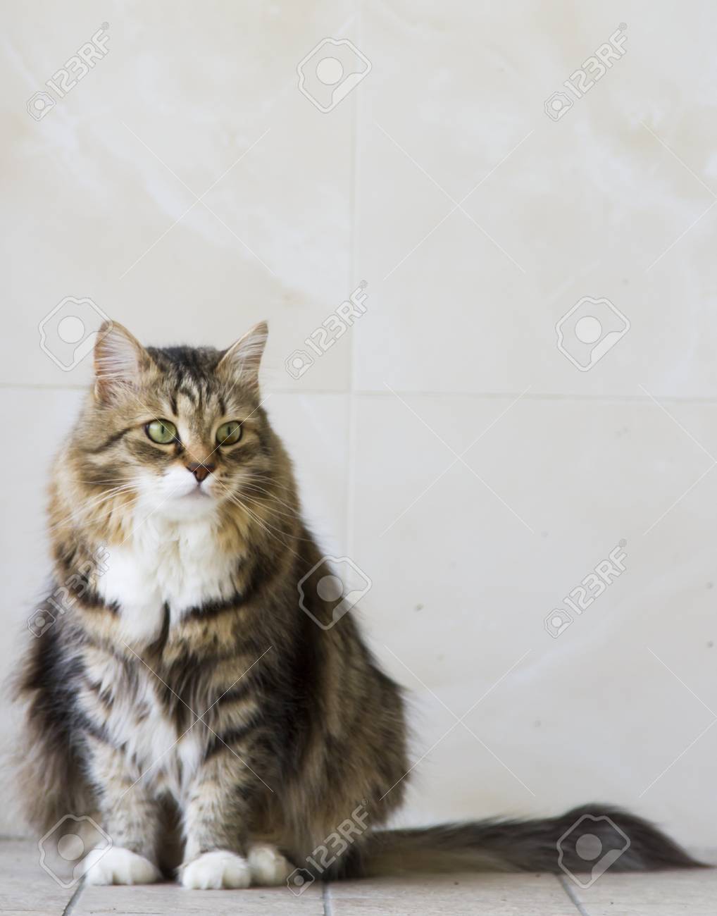 siberian shorthair cat
