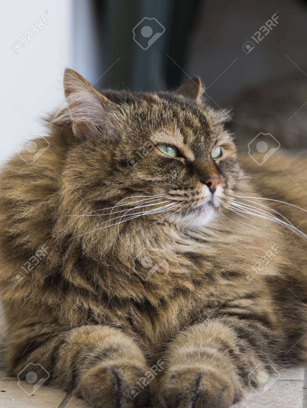 A unique breed of cat - Siberian A unique breed of cat - Siberian