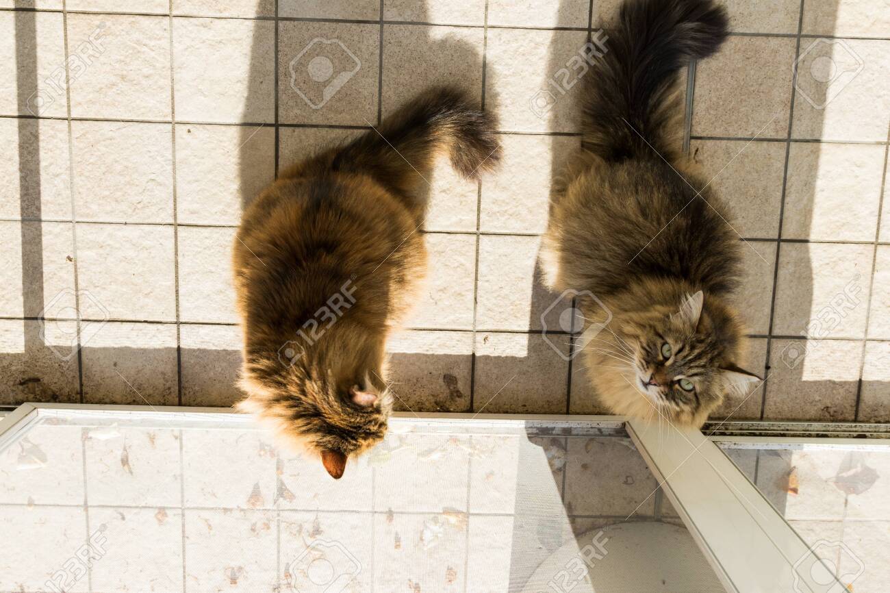 etiam-dictum-ipsum-a-felis