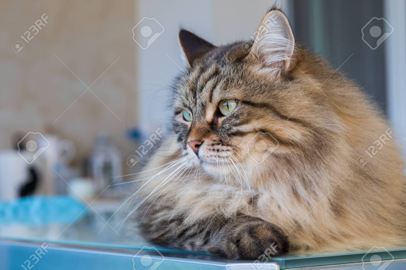 purebred siberian cat