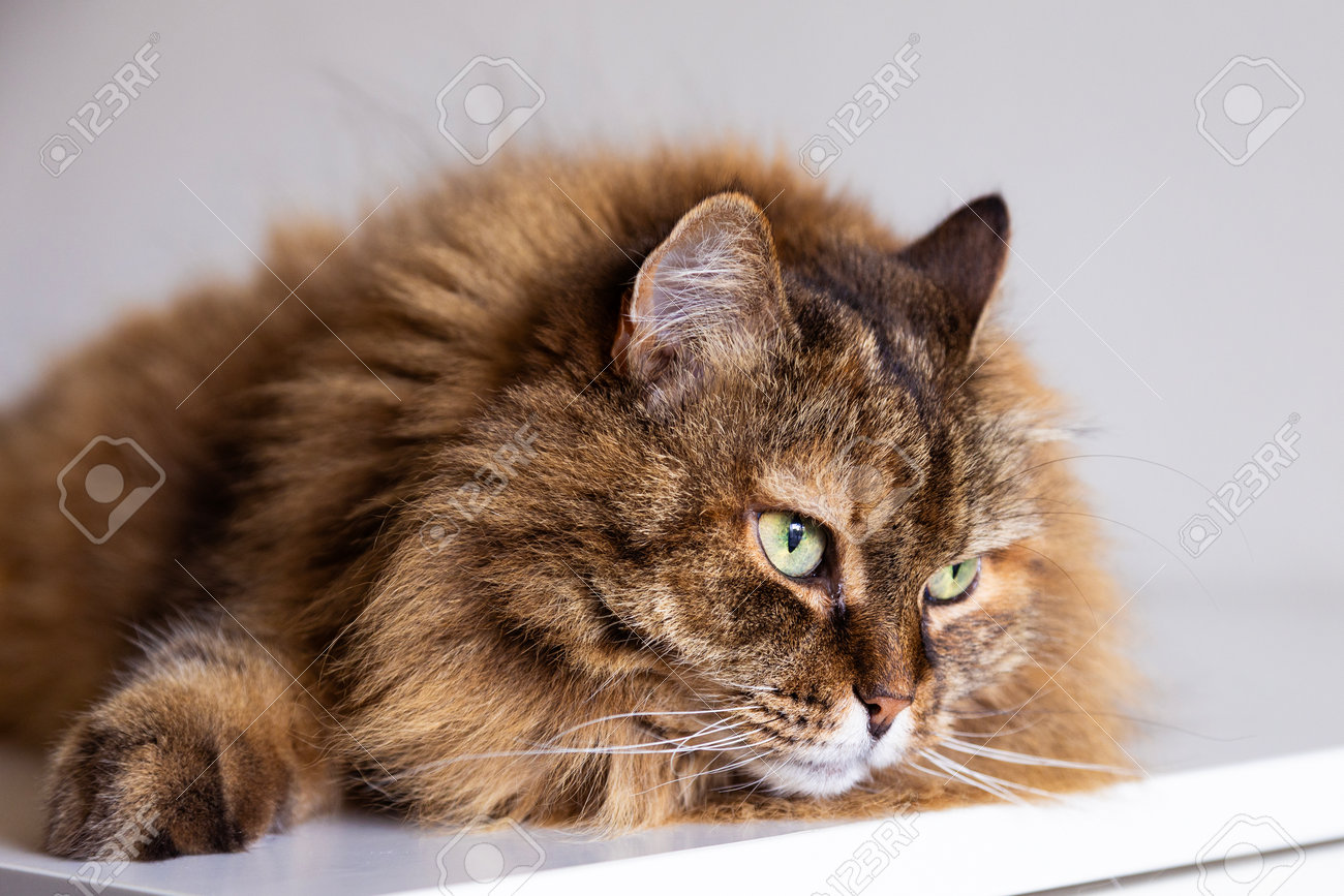 etiam-dictum-ipsum-a-felis