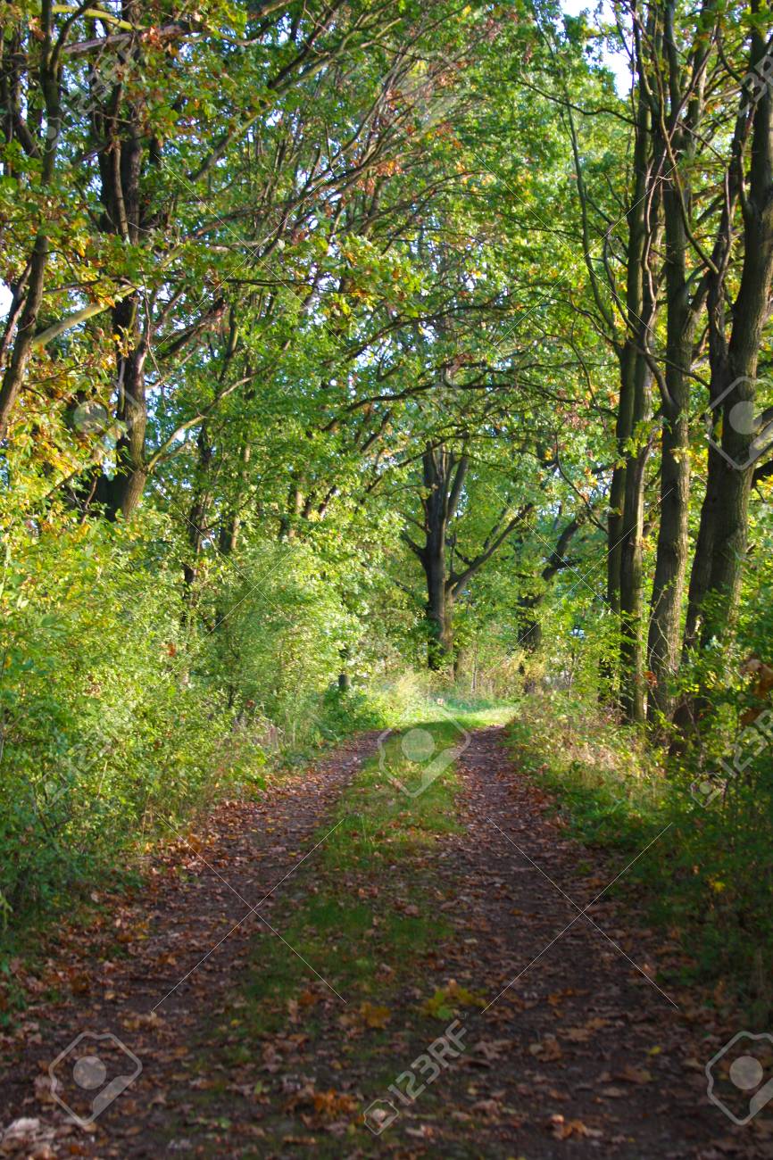 Mysterious Forest Path To The Unknown Place Stock Photo Picture And Royalty Free Image Image