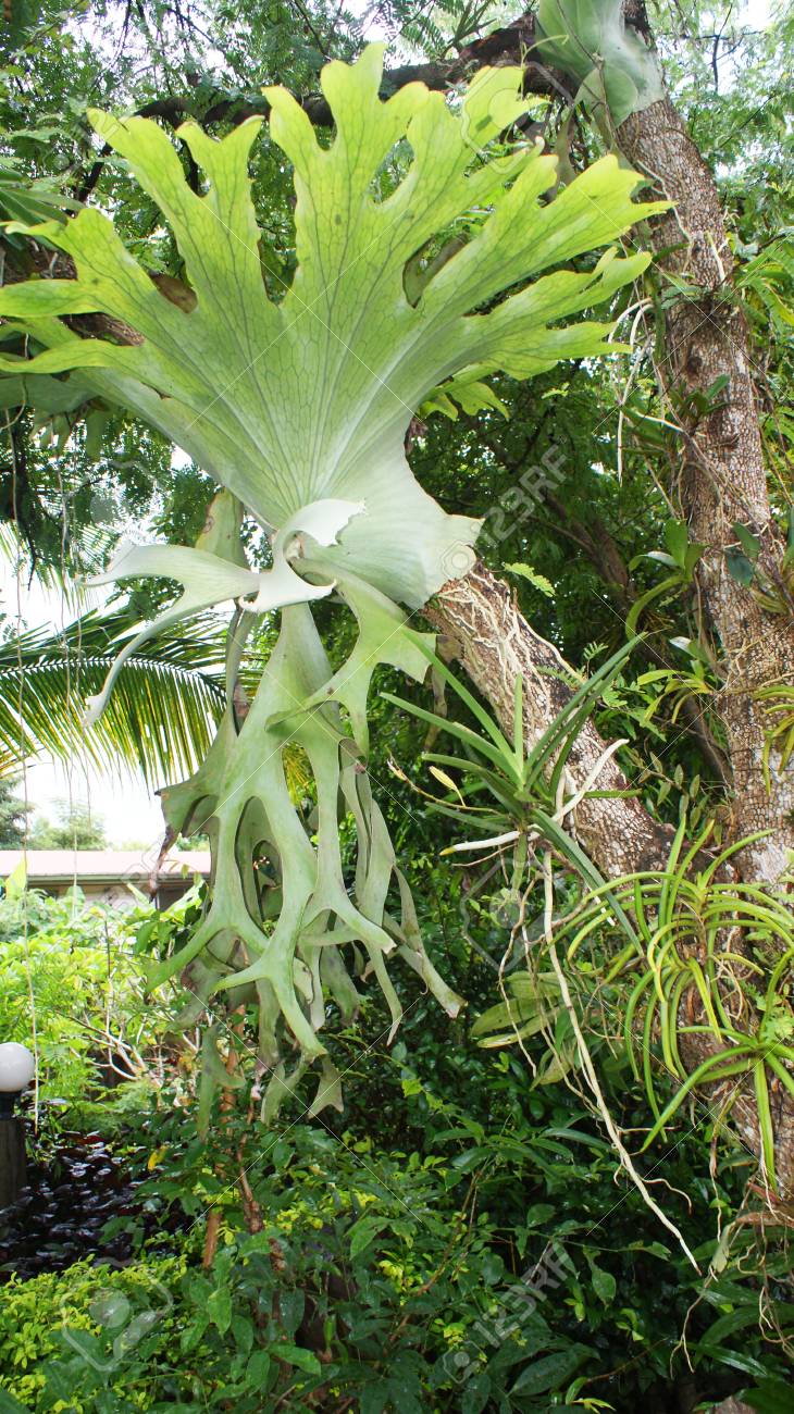 나무에 있는 플라티세리움 펀스 스태그혼 또는 엘크혼 펀/정원에서 자라는 아름다운 녹색 펀 플라티세륨 로열티 무료 사진, 그림, 이미지  그리고 스톡포토그래피. Image 112665942