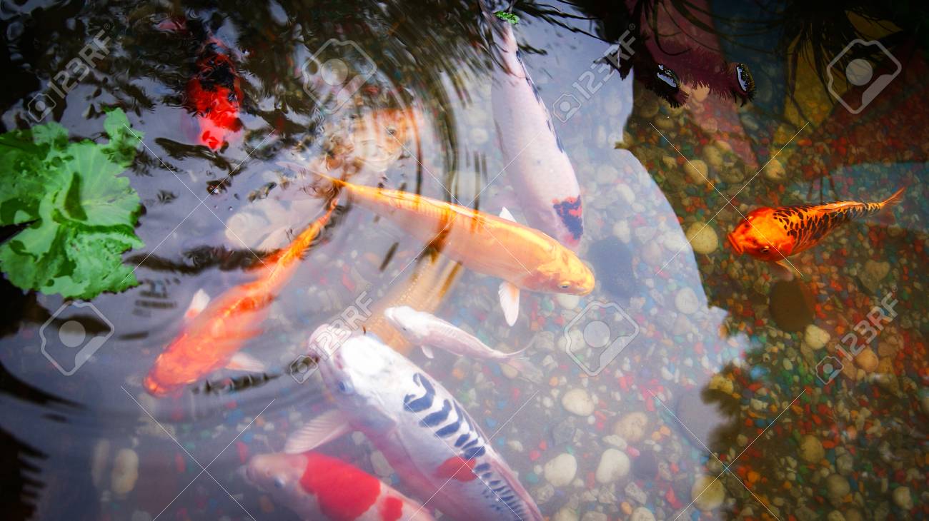 Floating koi store fish