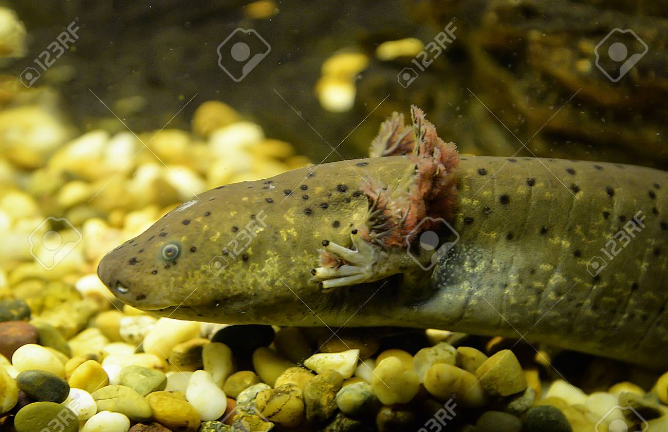 Axolotl Swimming Underwater Photography Of Brown Salamande Marine Stock Photo Picture And Royalty Free Image Image