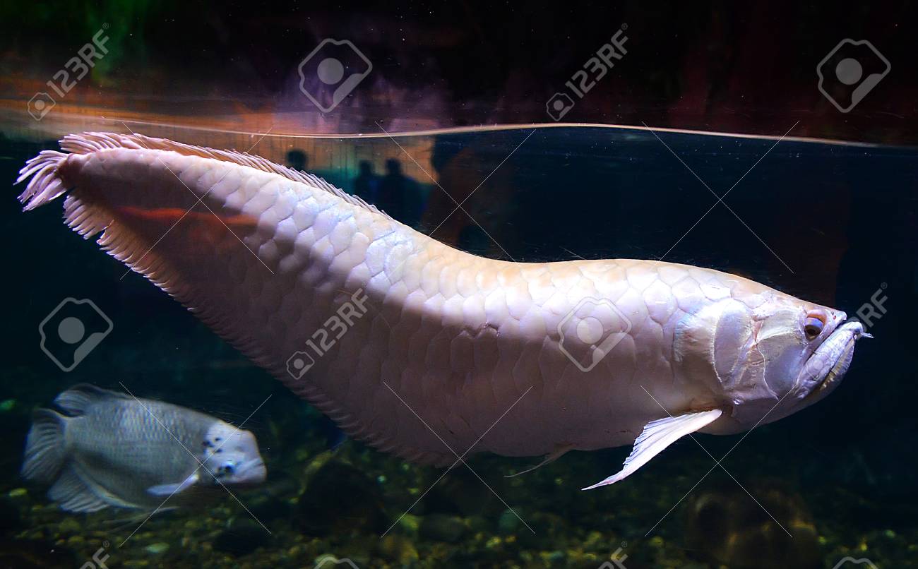 arowana fish tank