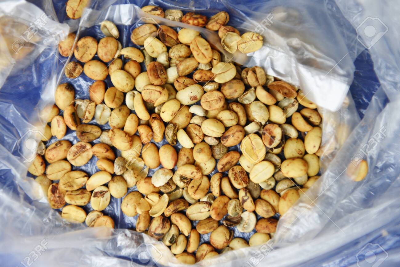 Unroasted Coffee Beans >> Green Unroasted Coffee Beans On Plastic Bag Raw Coffee Beans Unroasted Coffee Beans >> Green Unroasted Coffee Beans On Plastic Bag Raw Coffee Beans
