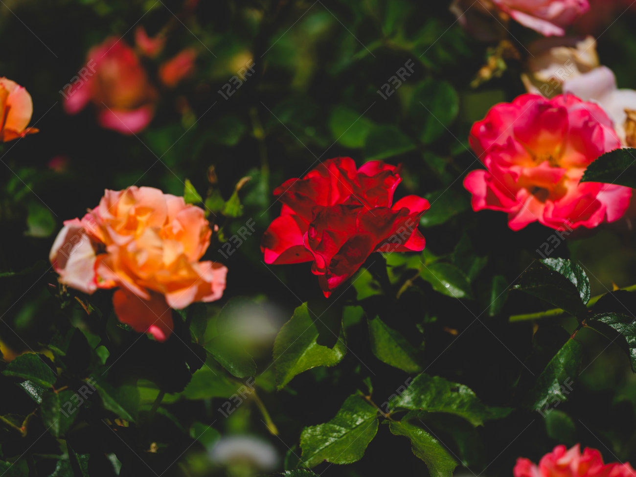 etiam-dictum-ipsum-a-felis