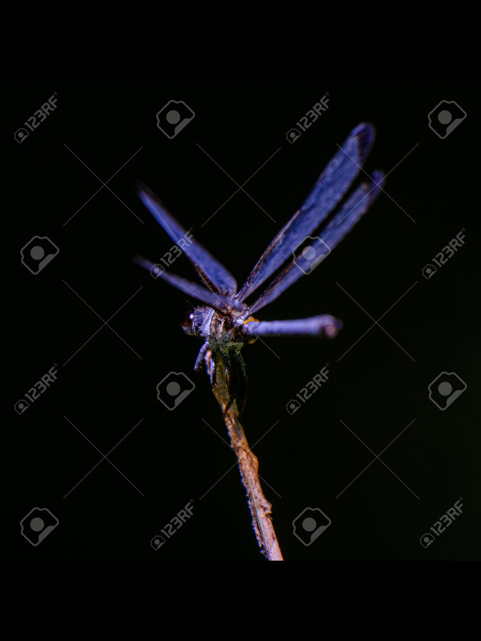 etiam-dictum-ipsum-a-felis