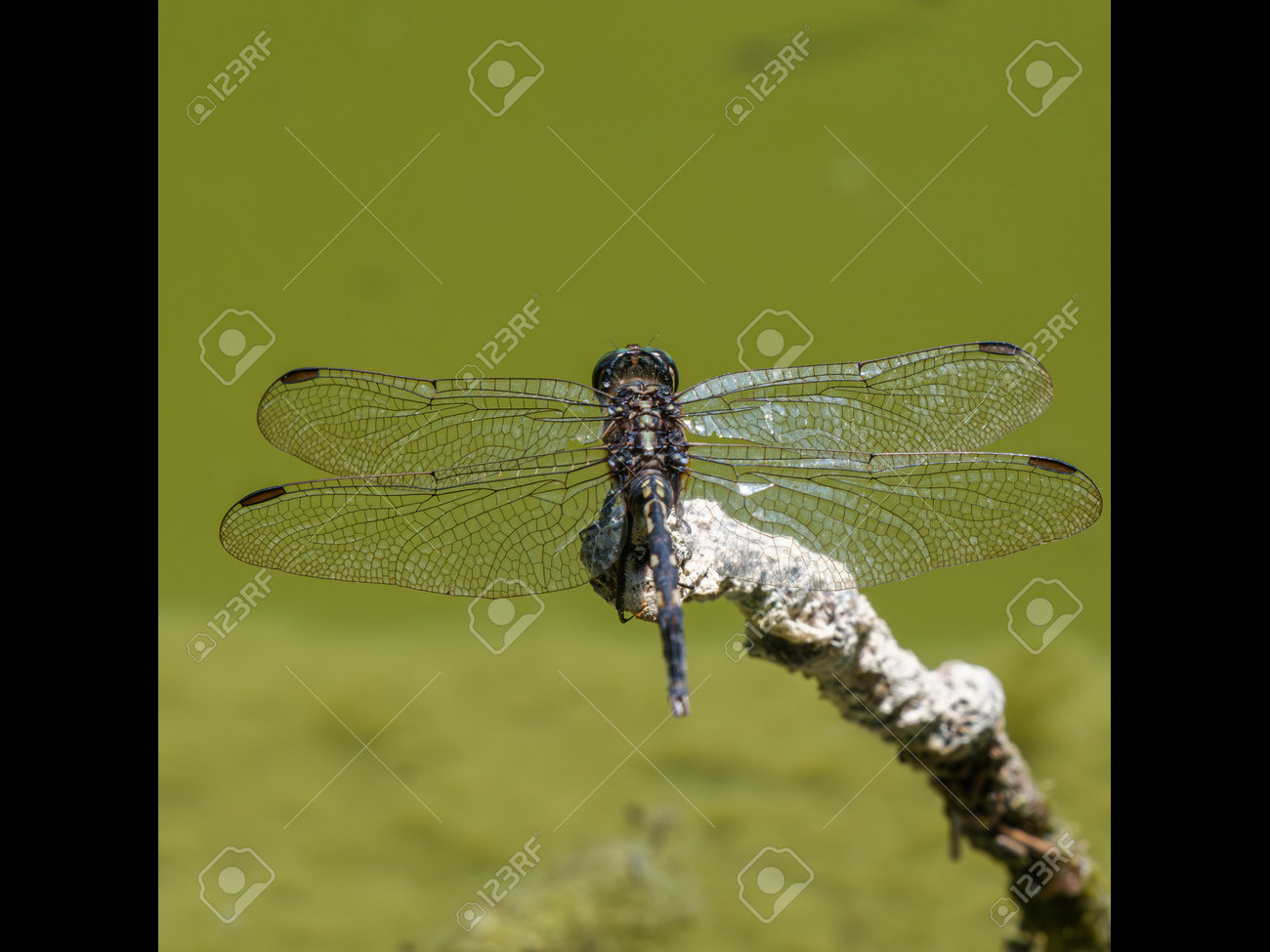 etiam-dictum-ipsum-a-felis