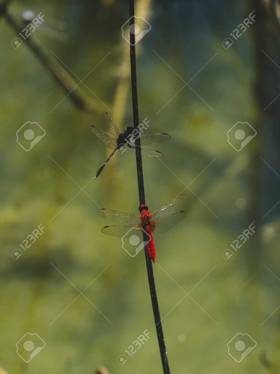 etiam-dictum-ipsum-a-felis