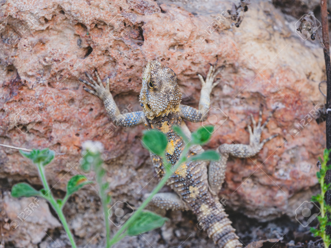 etiam-dictum-ipsum-a-felis