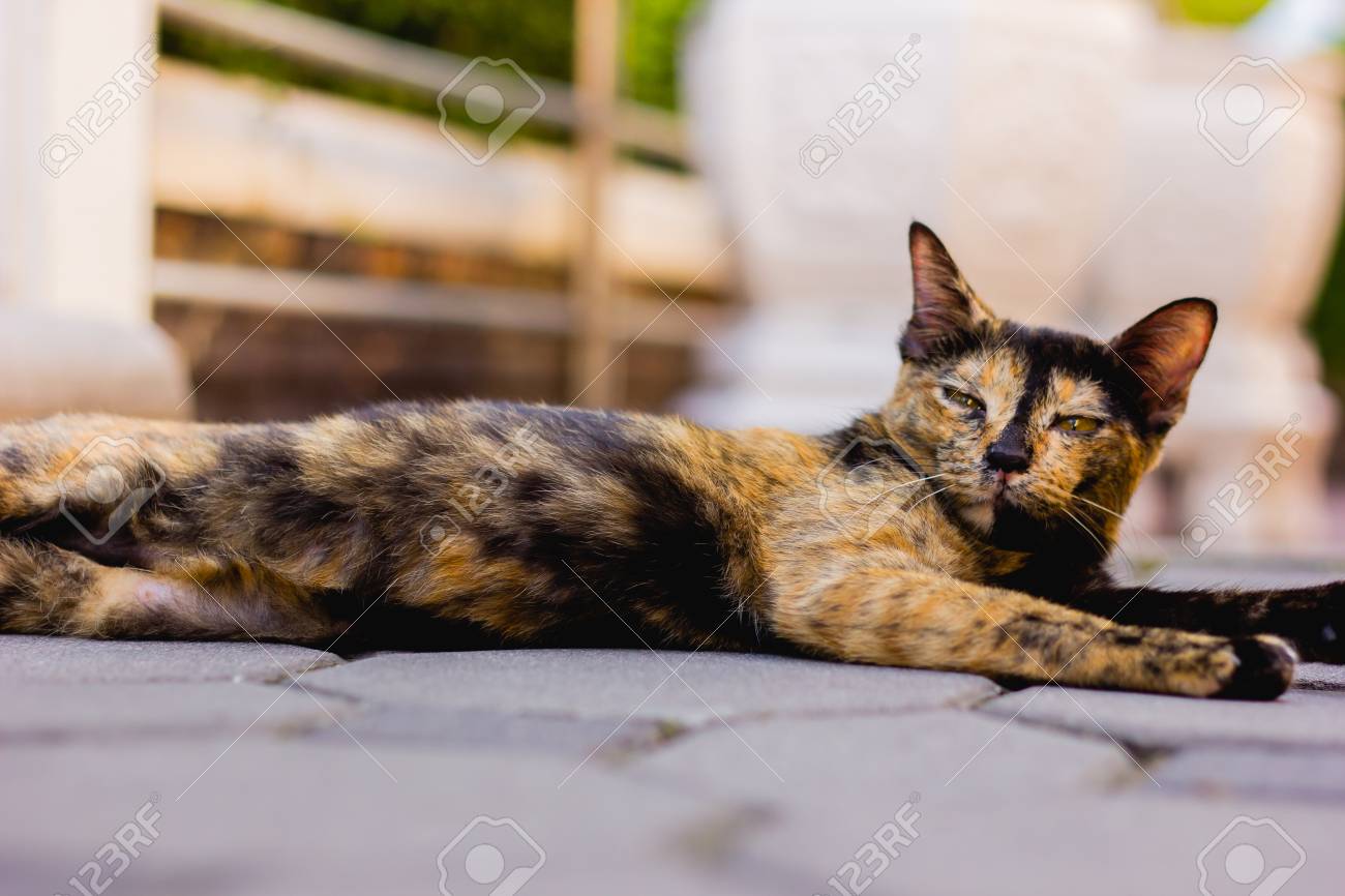 etiam-dictum-ipsum-a-felis