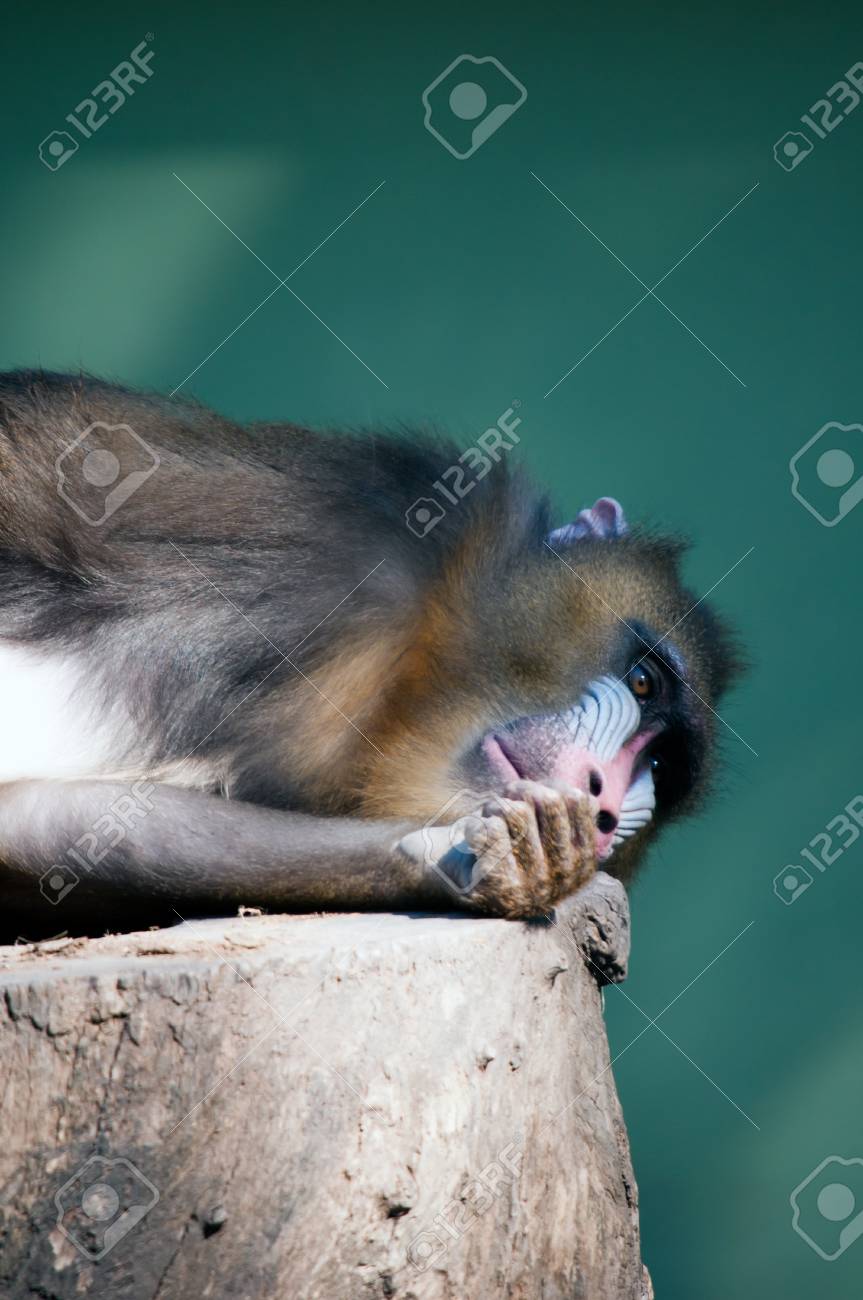 etiam-dictum-ipsum-a-felis